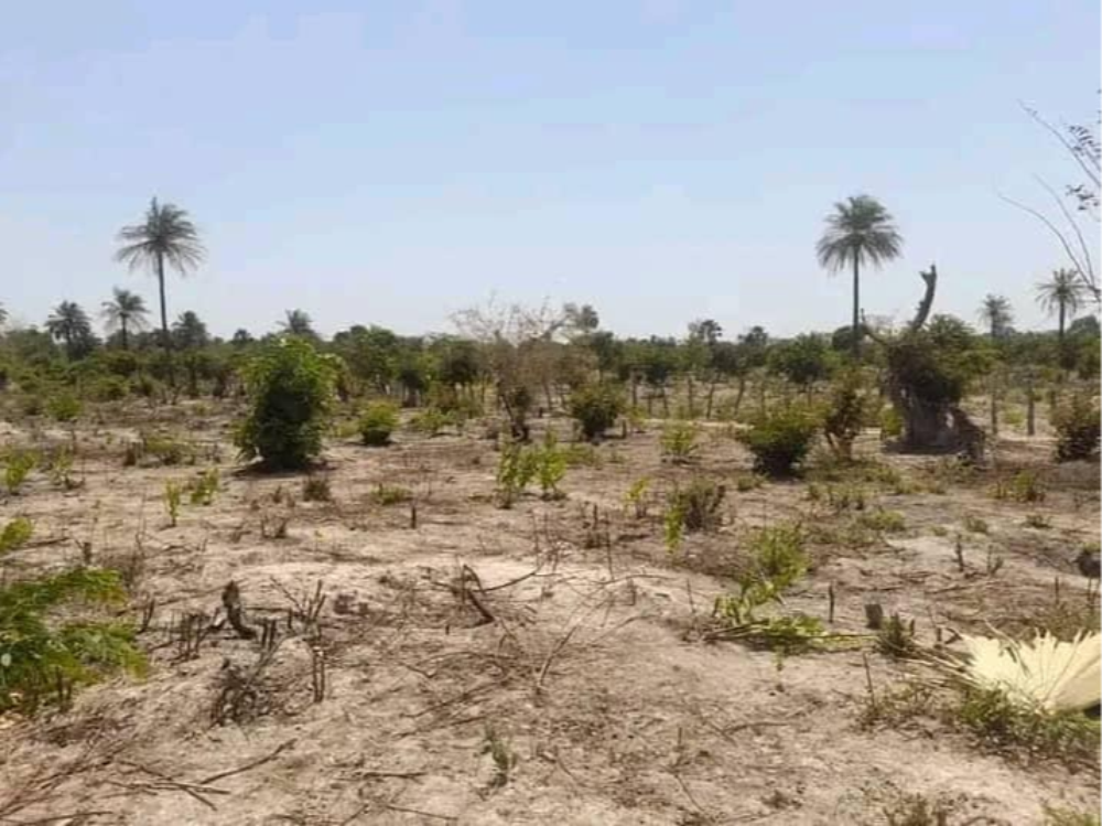 product-name:20x20 Empty plot of Land for Sale in Siffoe ,supplier-name:SA PROPERTIES