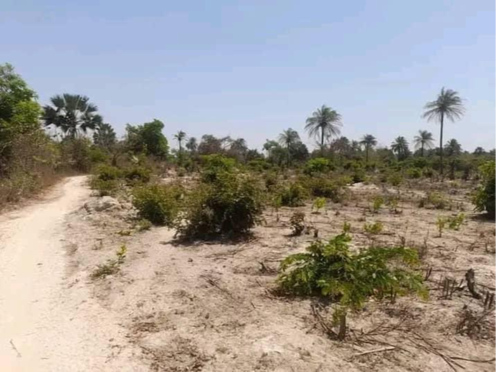 product-name:20x20 Empty plot of Land for Sale in Siffoe , supplier-name:SA PROPERTIES